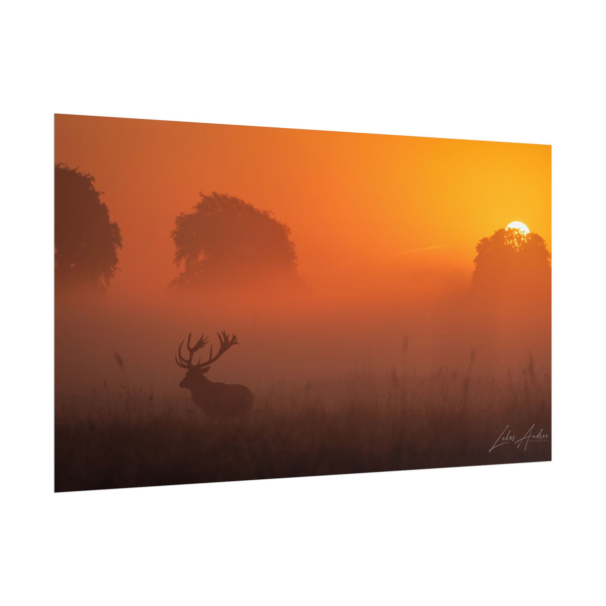 Sunset Stag Fine Art Print | By Photographer Lukas Andersen