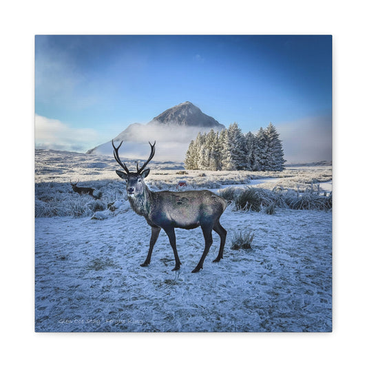 Glen Coe Stag Canvas Print – By Photographer Fergus King