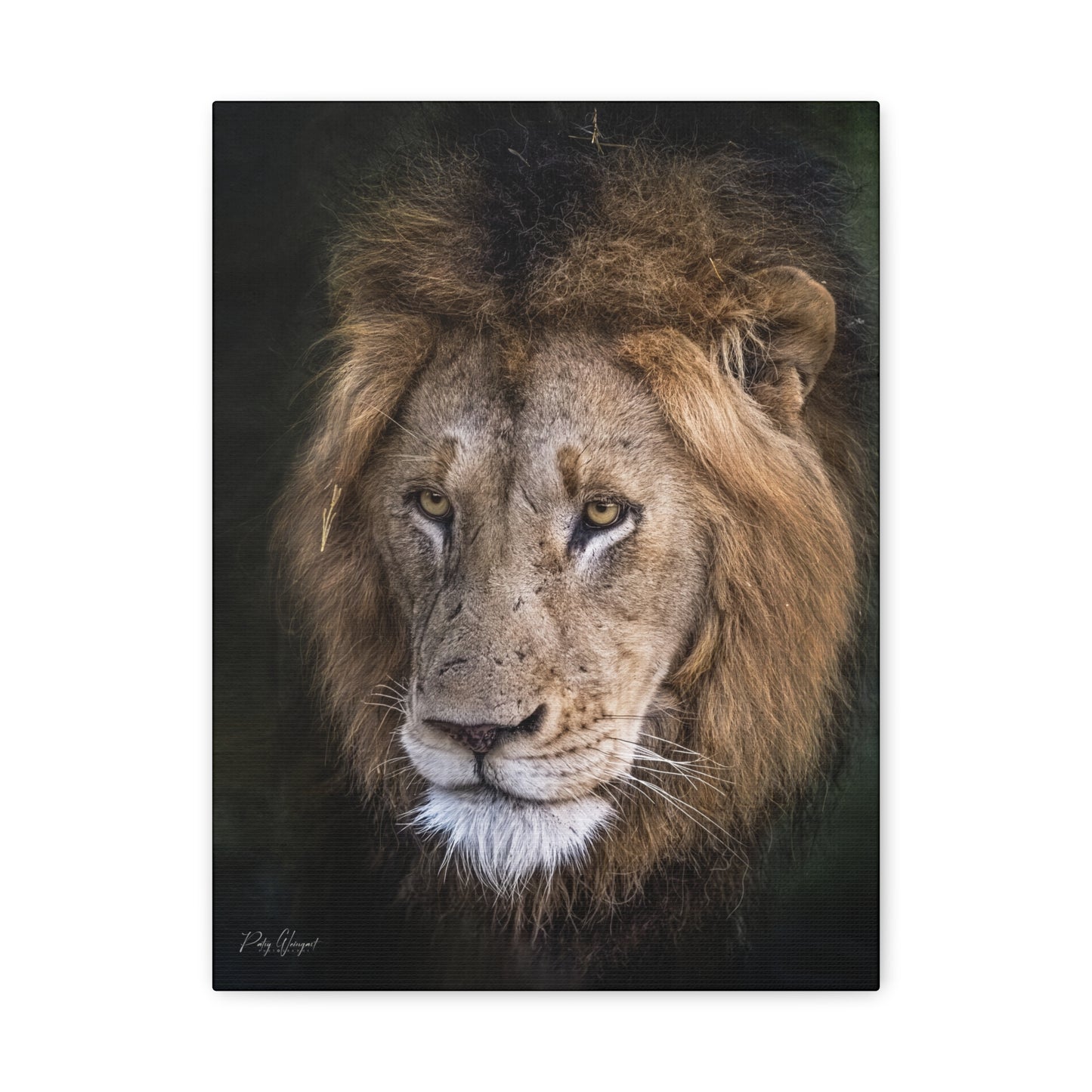 Male Lion Close‑Up in Shadow – By Photographer Patsy Weingart