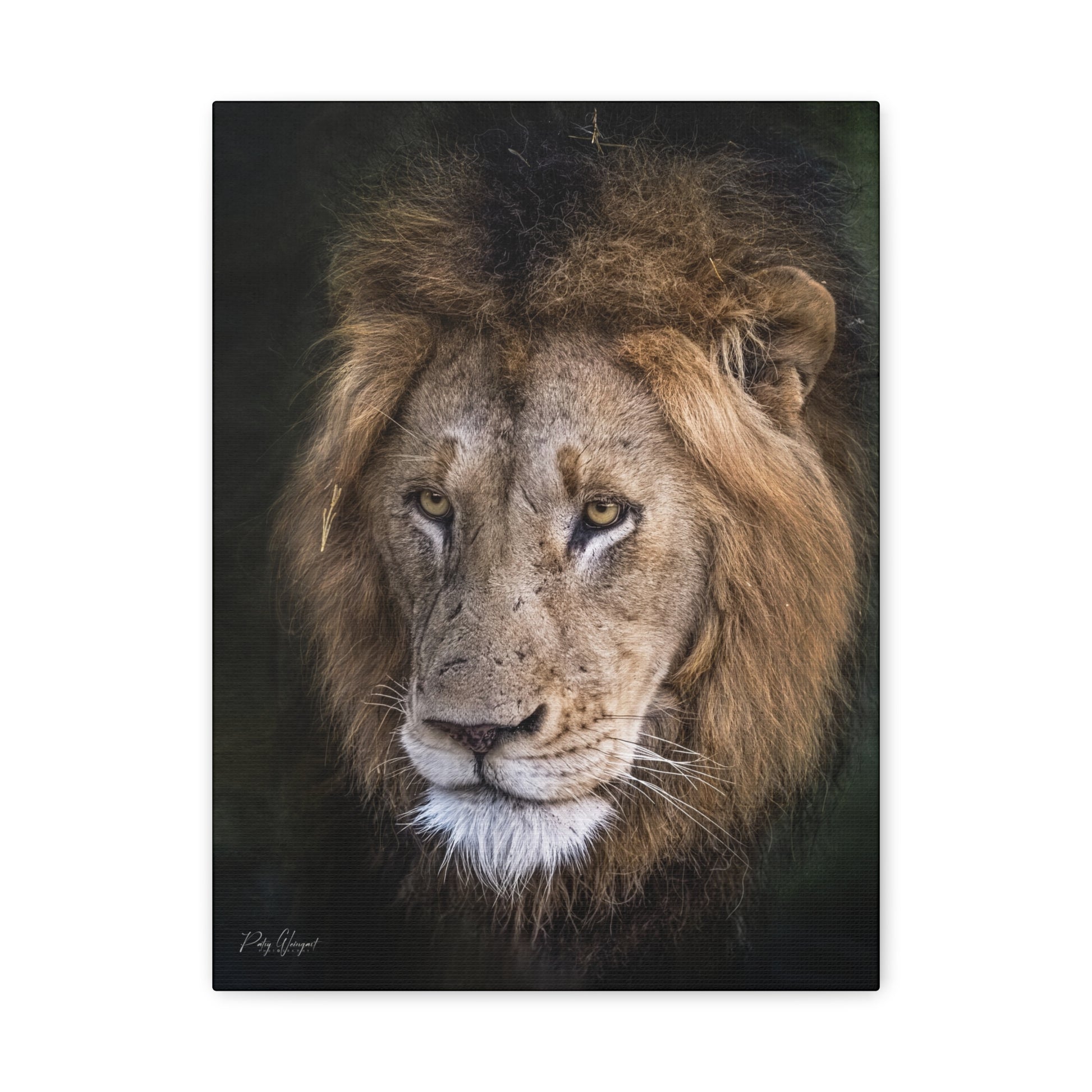 Male Lion Close‑Up in Shadow – By Photographer Patsy Weingart