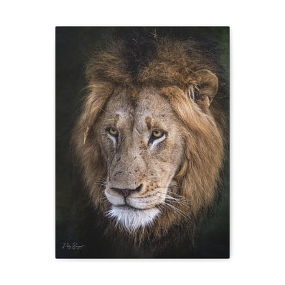 Male Lion Close‑Up in Shadow – By Photographer Patsy Weingart