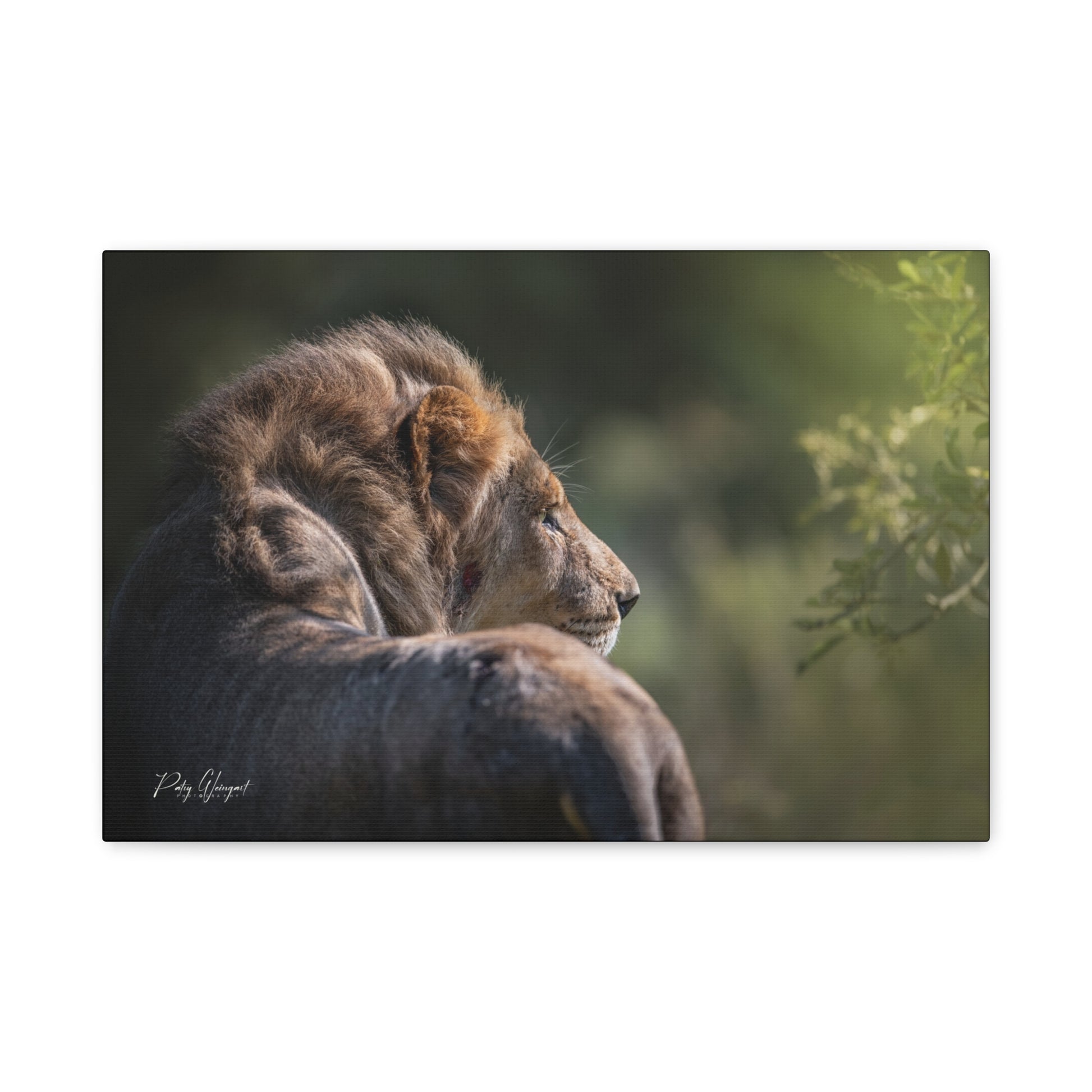 Lion in the Sun’s Glow – By Photographer Patsy Weingart