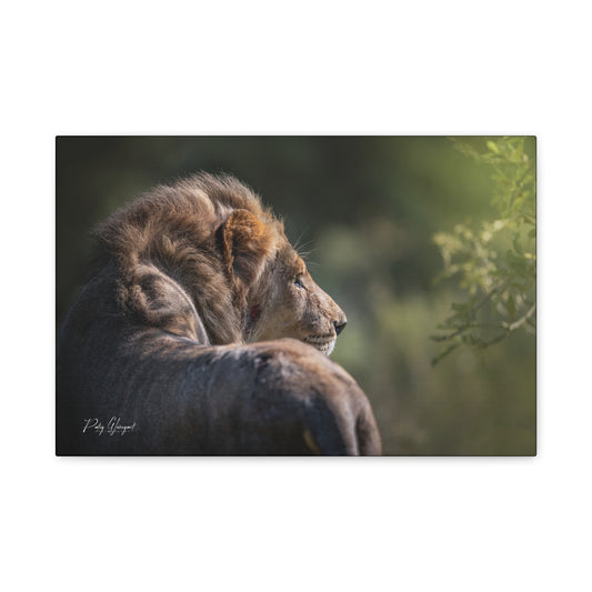 Lion in the Sun’s Glow – By Photographer Patsy Weingart