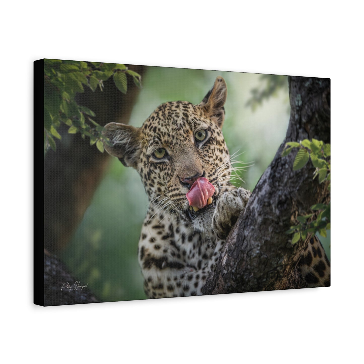 Leopard Gaze in the Canopy – African Wildlife Canvas Print by Photographer Patsy Weingart