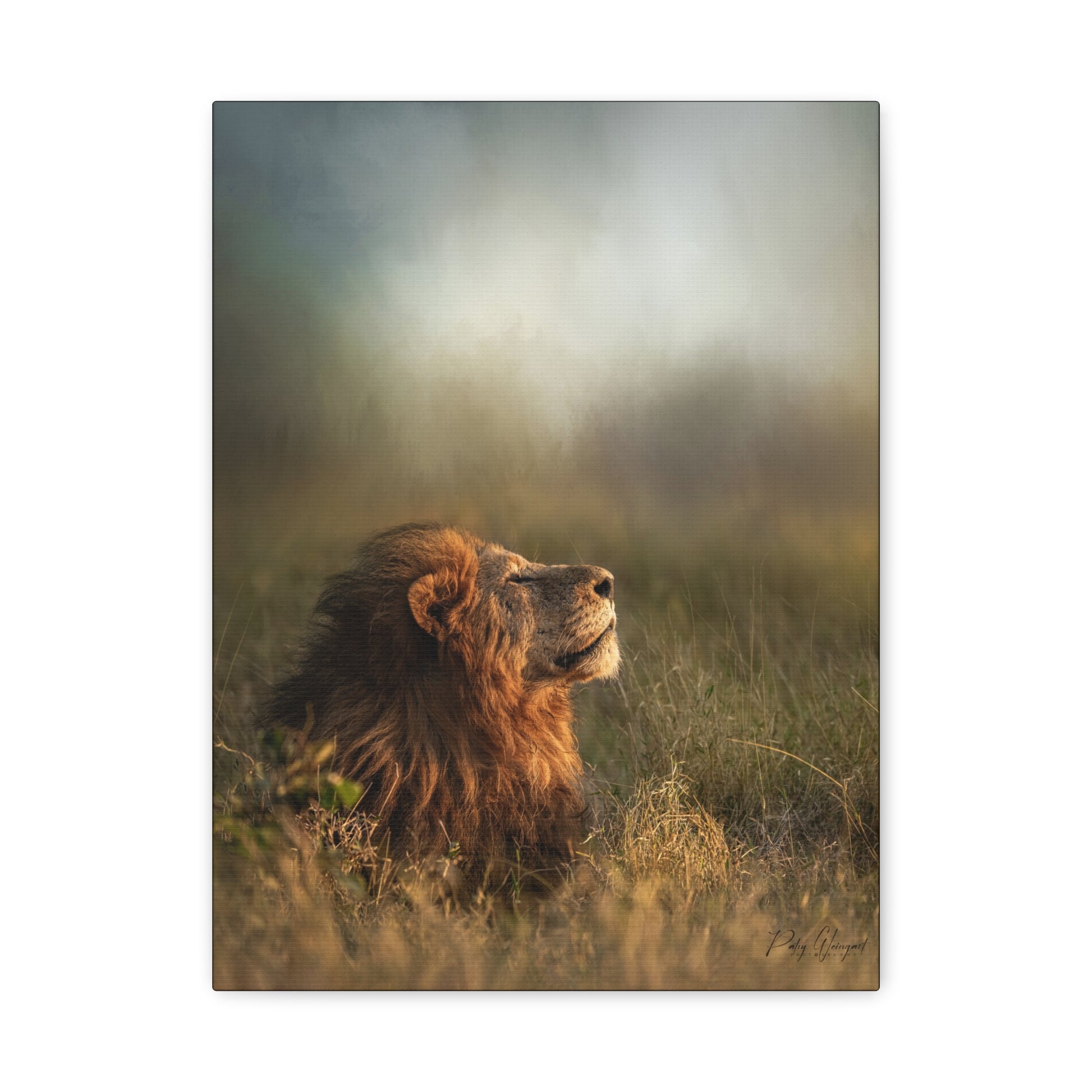 Basking in the Light, By Photographer Patsy Weingart