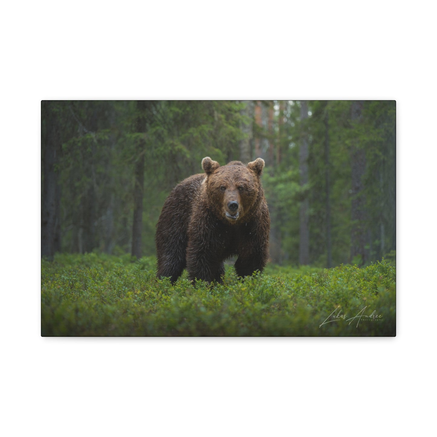 Solitary Brown Bear in Woodland Shade — By Photographer Lukas Andersen