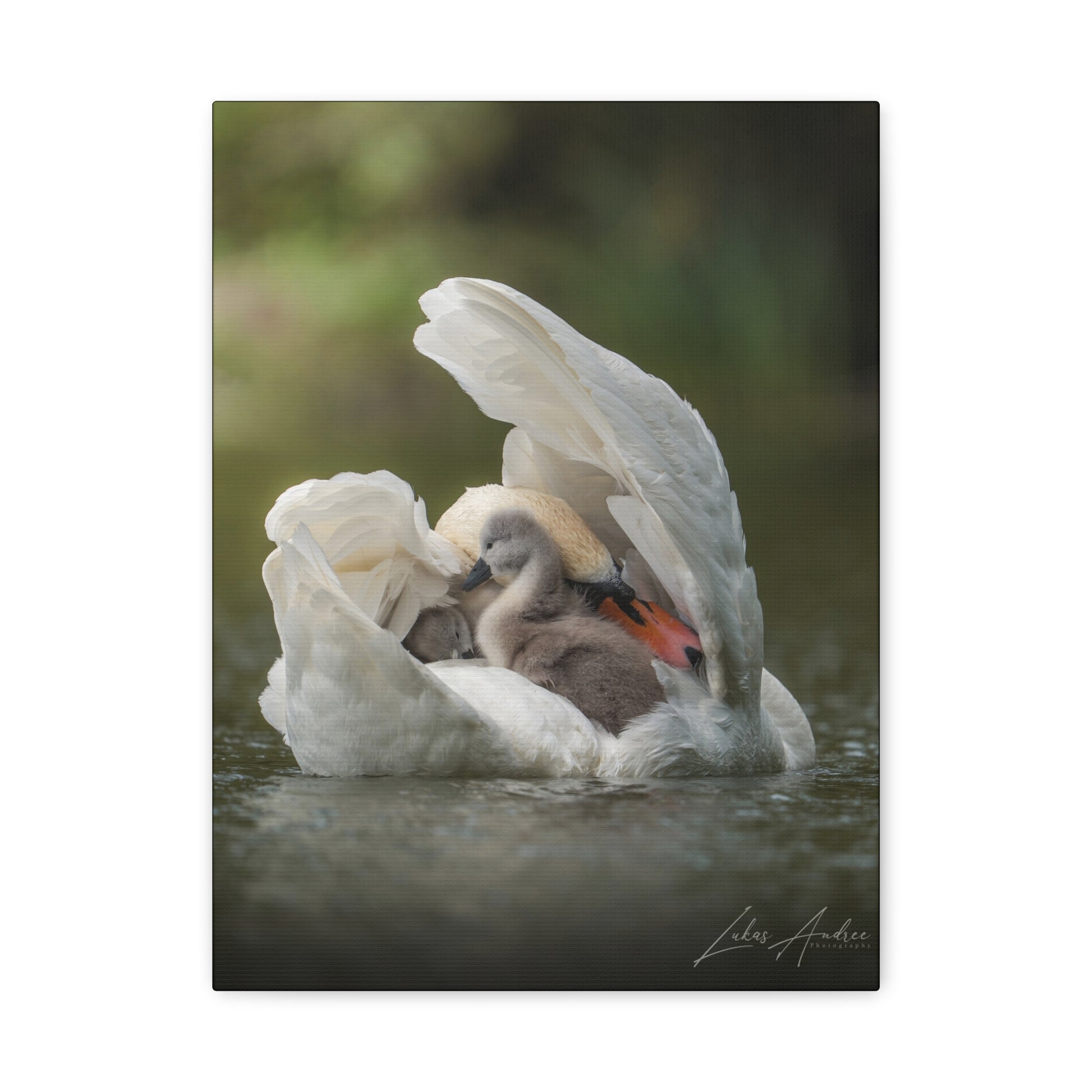 Swan Sheltering Two Cygnets – By Photographer Lukas Andersen