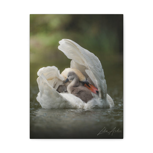 Swan Sheltering Two Cygnets – By Photographer Lukas Andersen