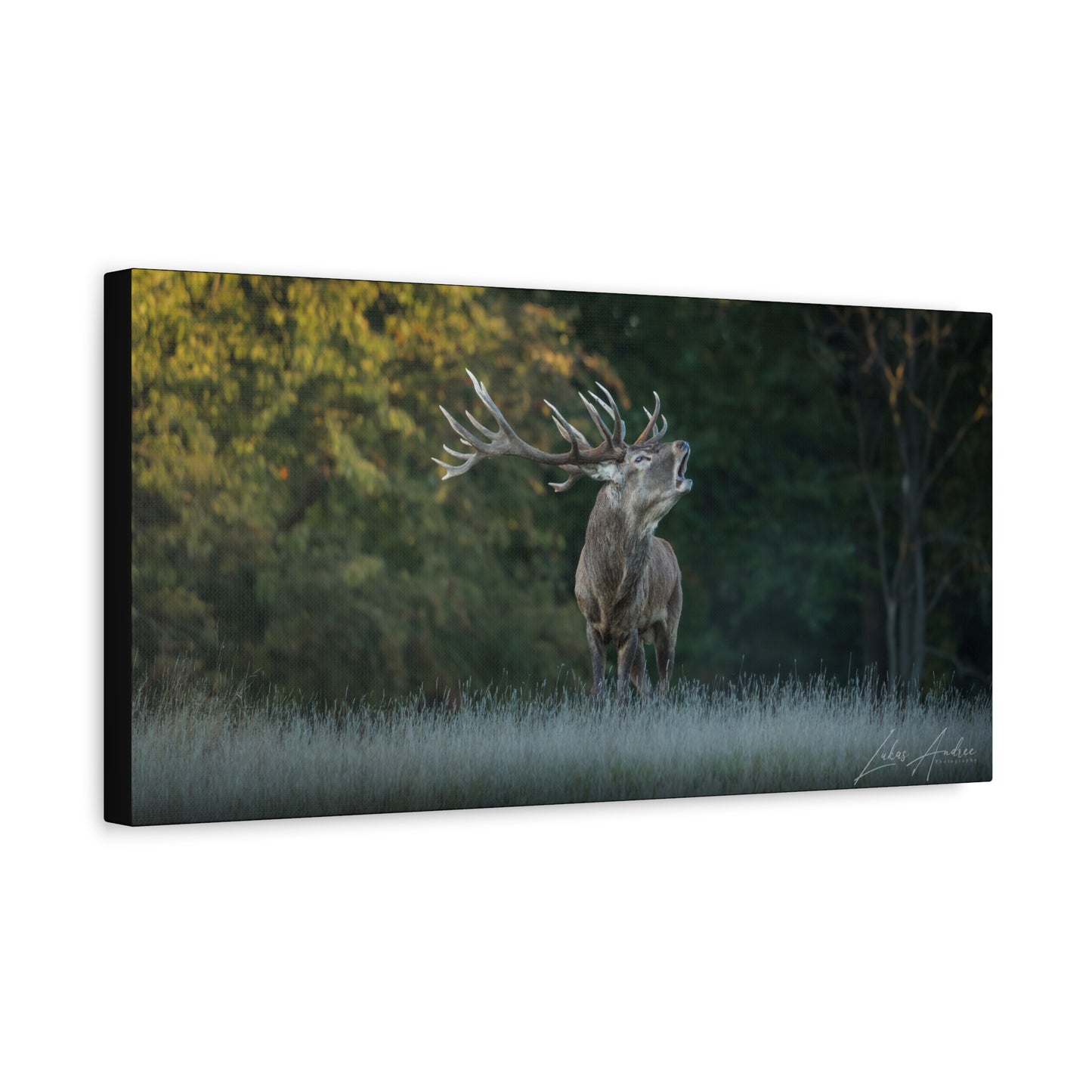 Red Stag Roaring in Autumn Woodland — By Photographer Lukas Andersen