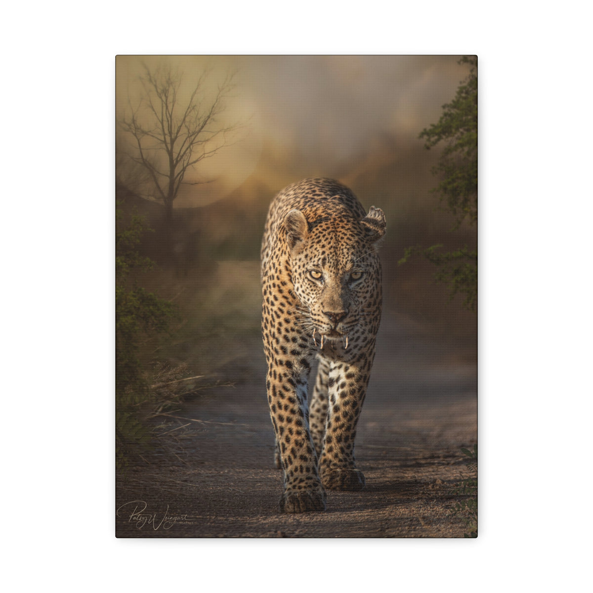Leopard Walking at Sunset — By Photographer Patsy Weingart