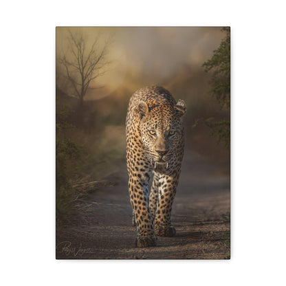 Leopard Walking at Sunset — By Photographer Patsy Weingart