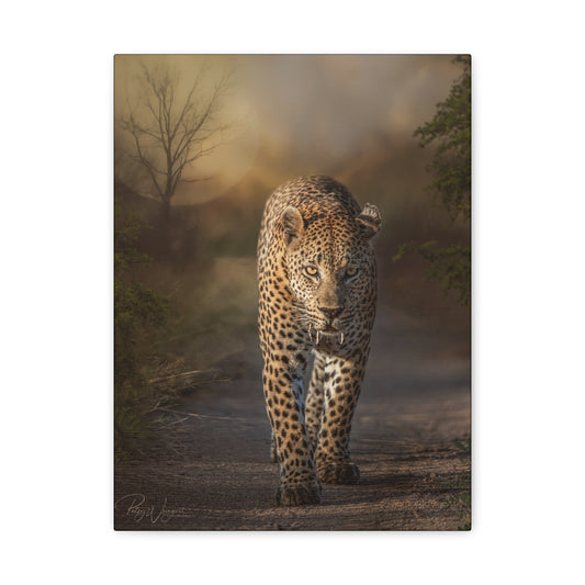 Leopard Walking at Sunset — By Photographer Patsy Weingart