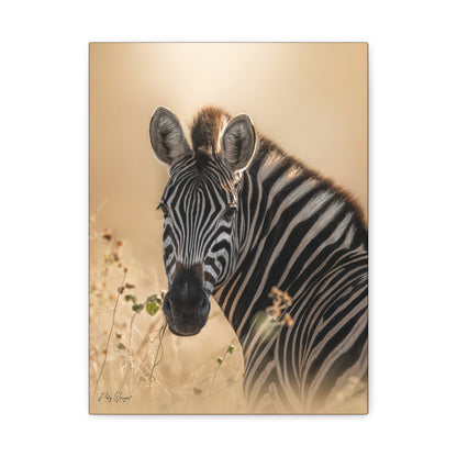 Sunlit Stripes – By Photographer Patsy Weingart