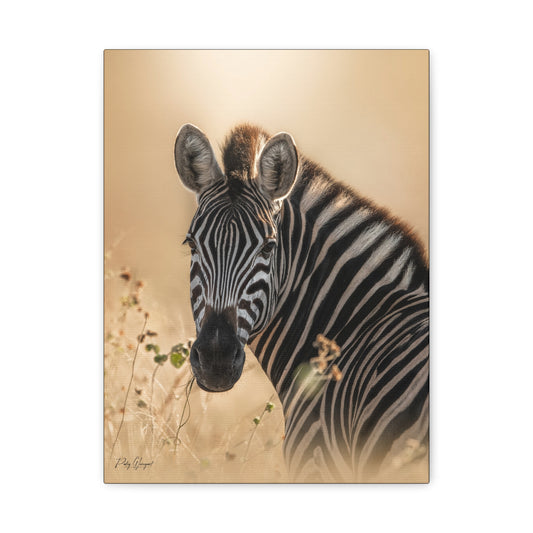 Sunlit Stripes – By Photographer Patsy Weingart