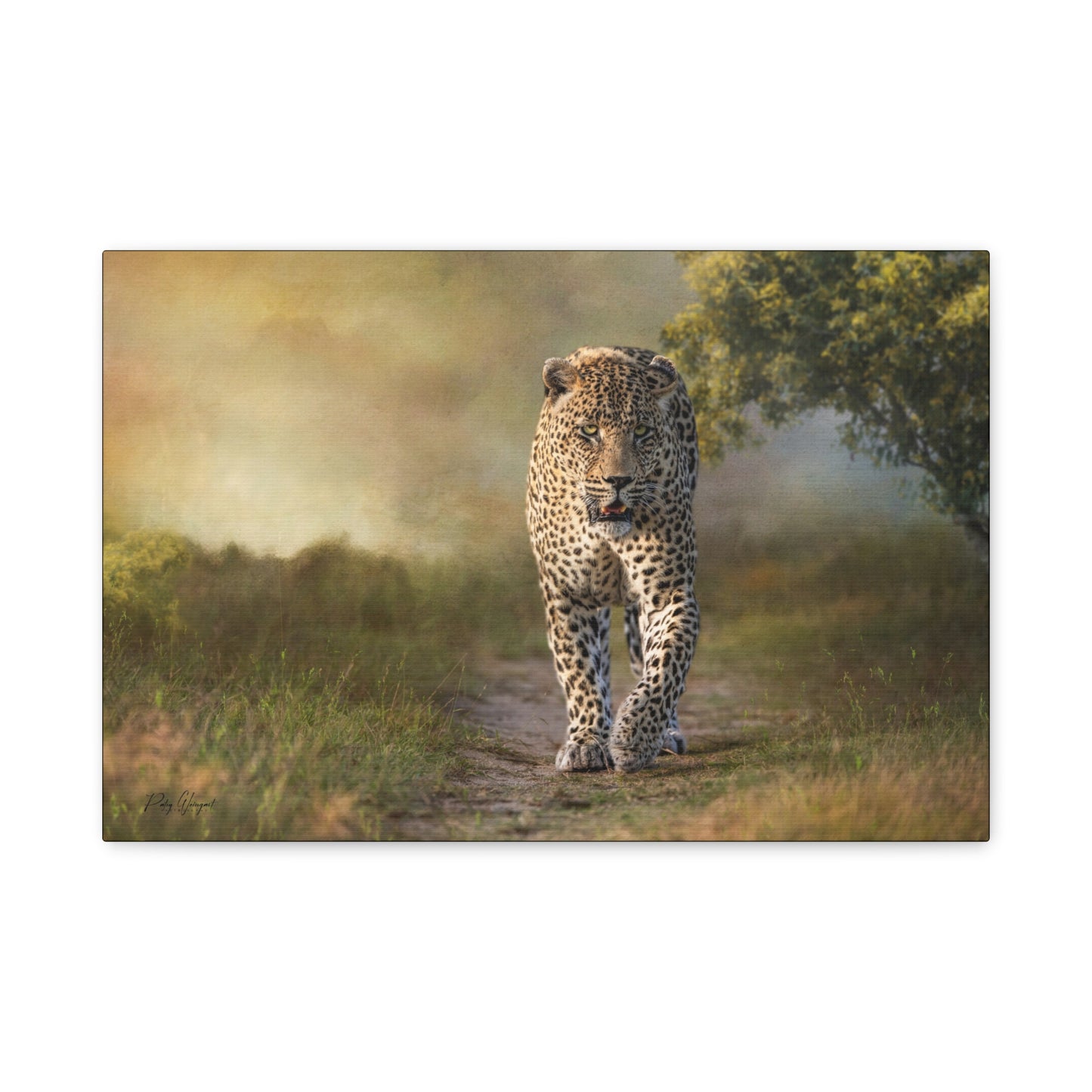 Dominant Male Leopard on the Path – By Photographer Patsy Weingart