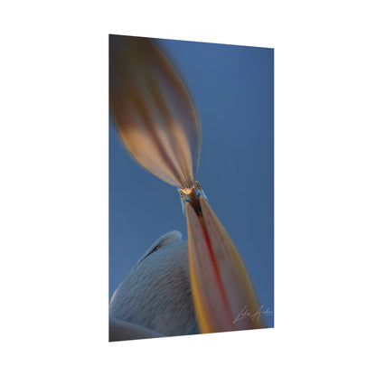 Pelican Portrait Fine Art Print | By Photographer Lukas Andersen