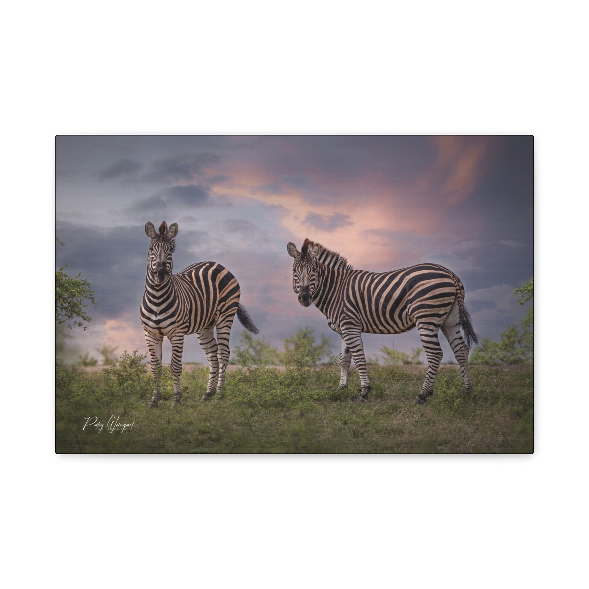 Zebras at Dusk – By Photographer Patsy Weingart