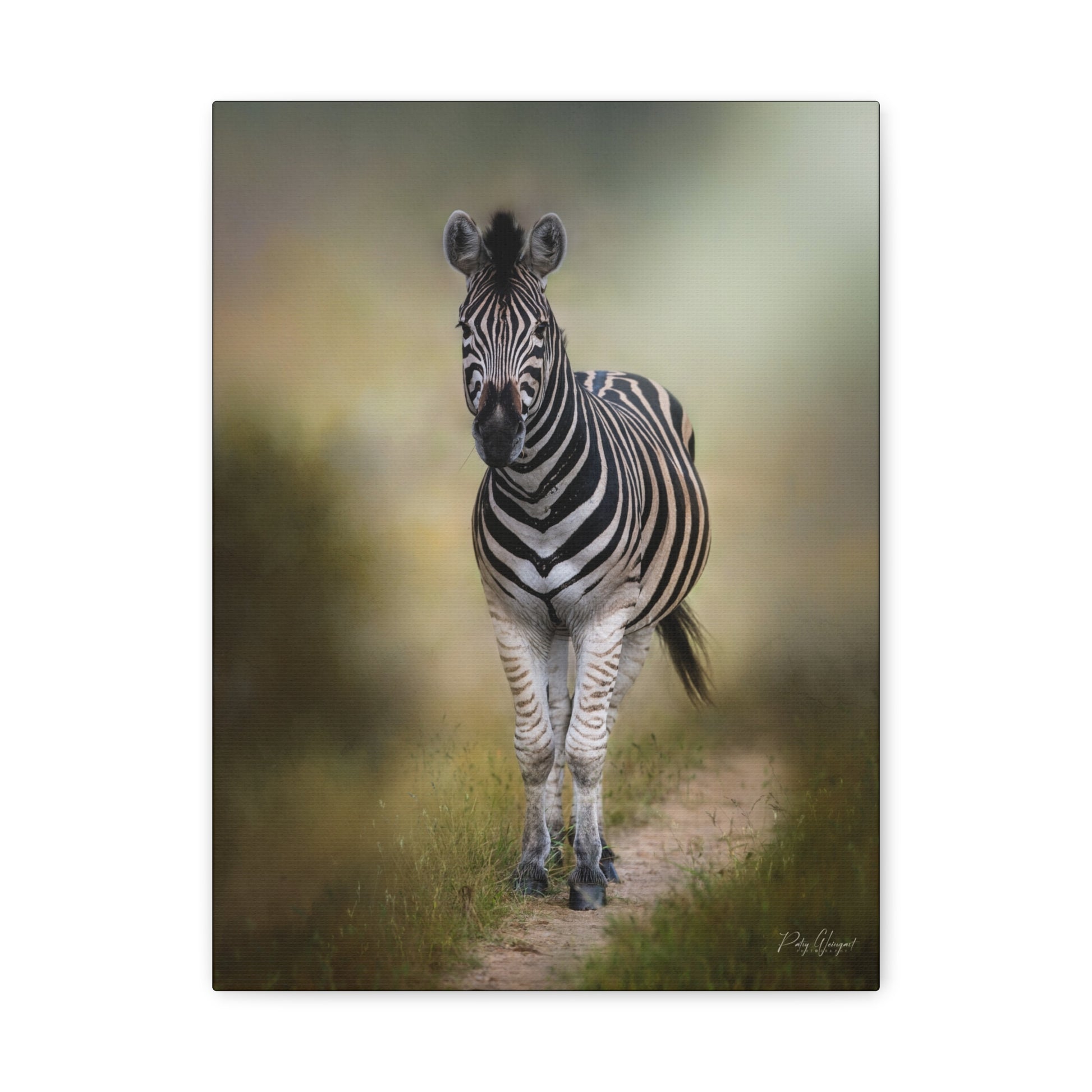 Zebra on the Path – By Photographer Patsy Weingart