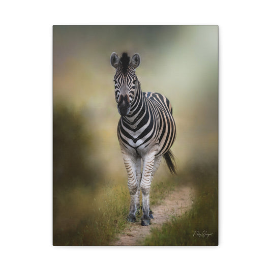 Zebra on the Path – By Photographer Patsy Weingart