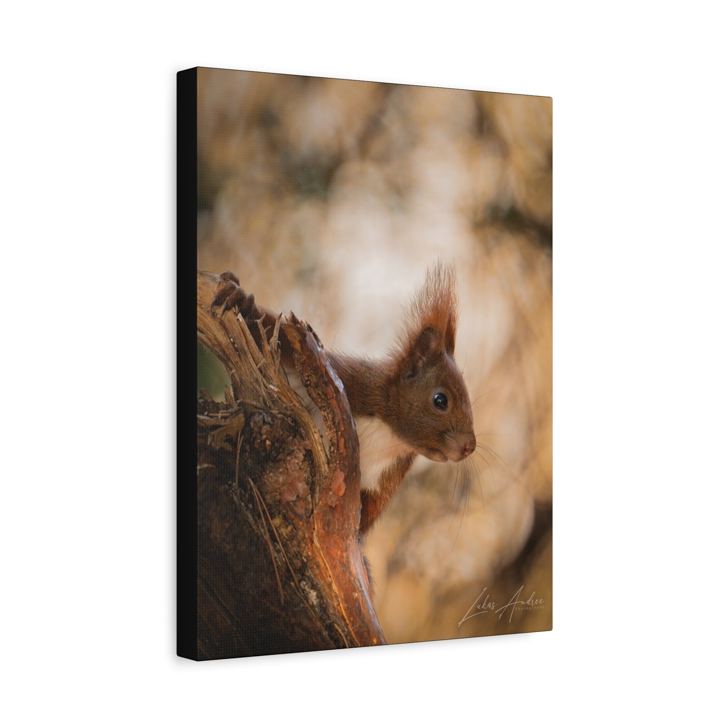 Red Squirrel on Woodland Bark — By Photographer Lukas Andersen