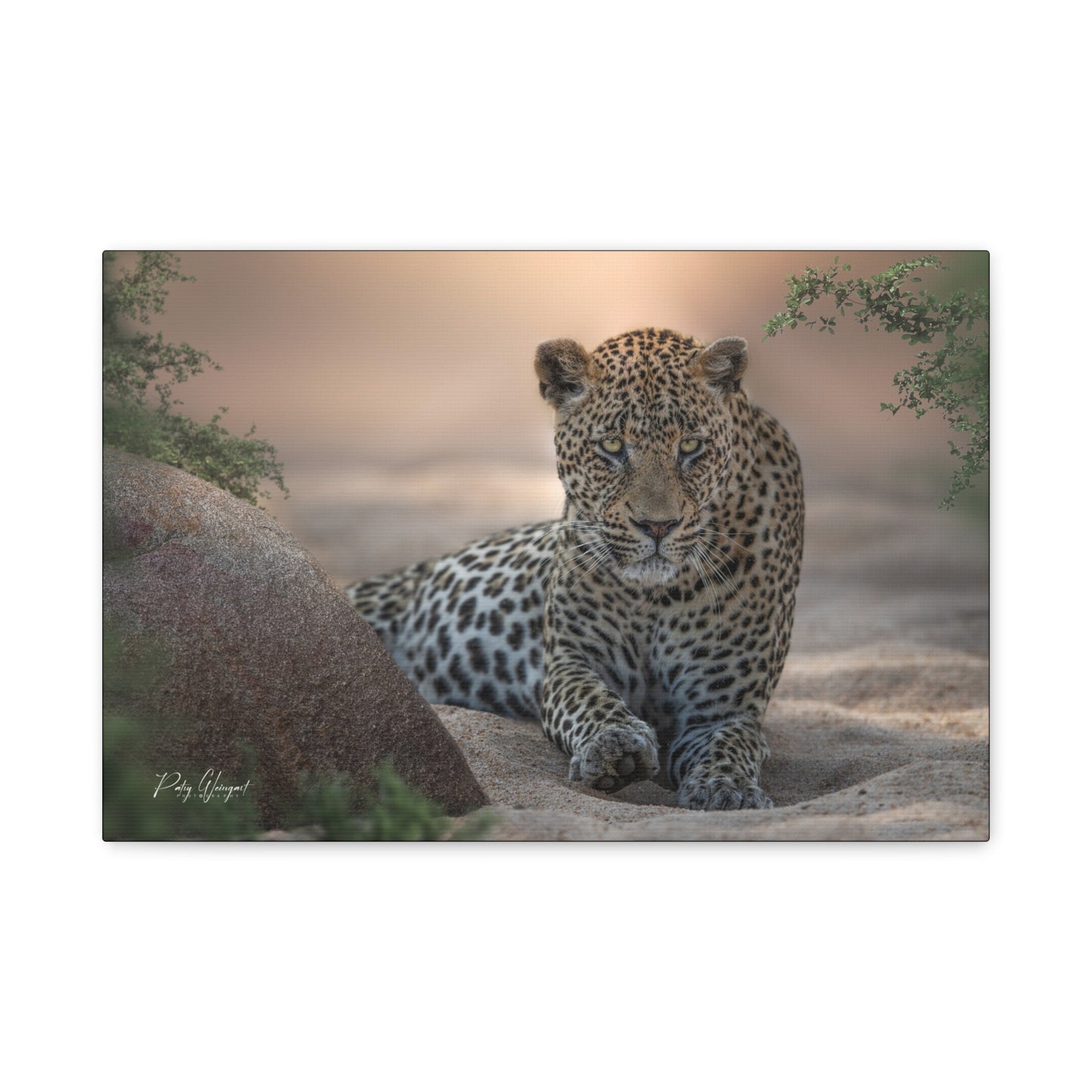 Leopard Resting at Sunset – By Photographer Patsy Weingart