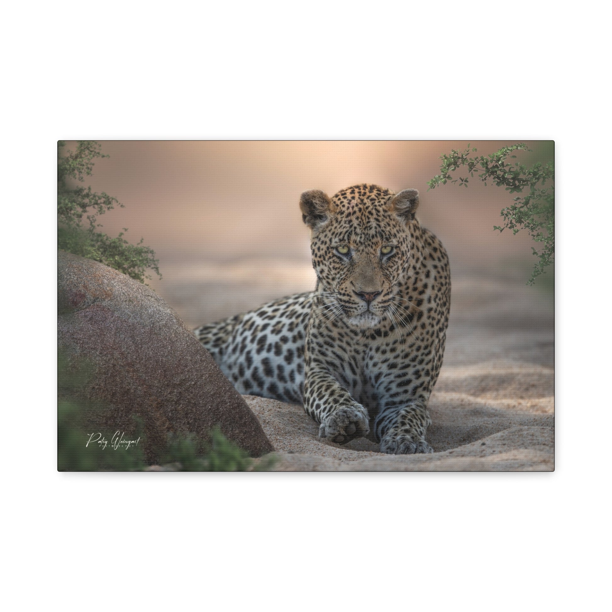 Leopard Resting at Sunset – By Photographer Patsy Weingart