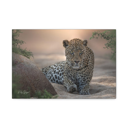 Leopard Resting at Sunset – By Photographer Patsy Weingart
