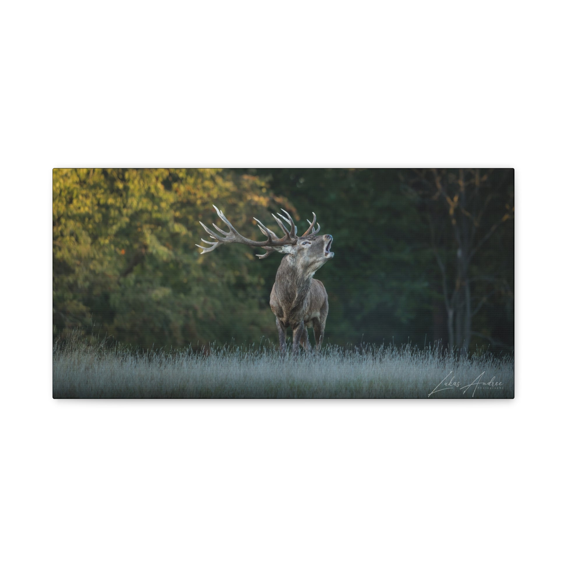 Red Stag Roaring in Autumn Woodland — By Photographer Lukas Andersen