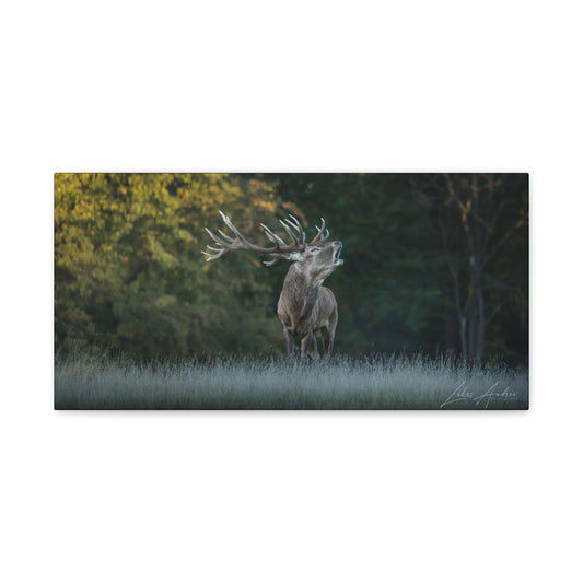 Red Stag Roaring in Autumn Woodland — By Photographer Lukas Andersen