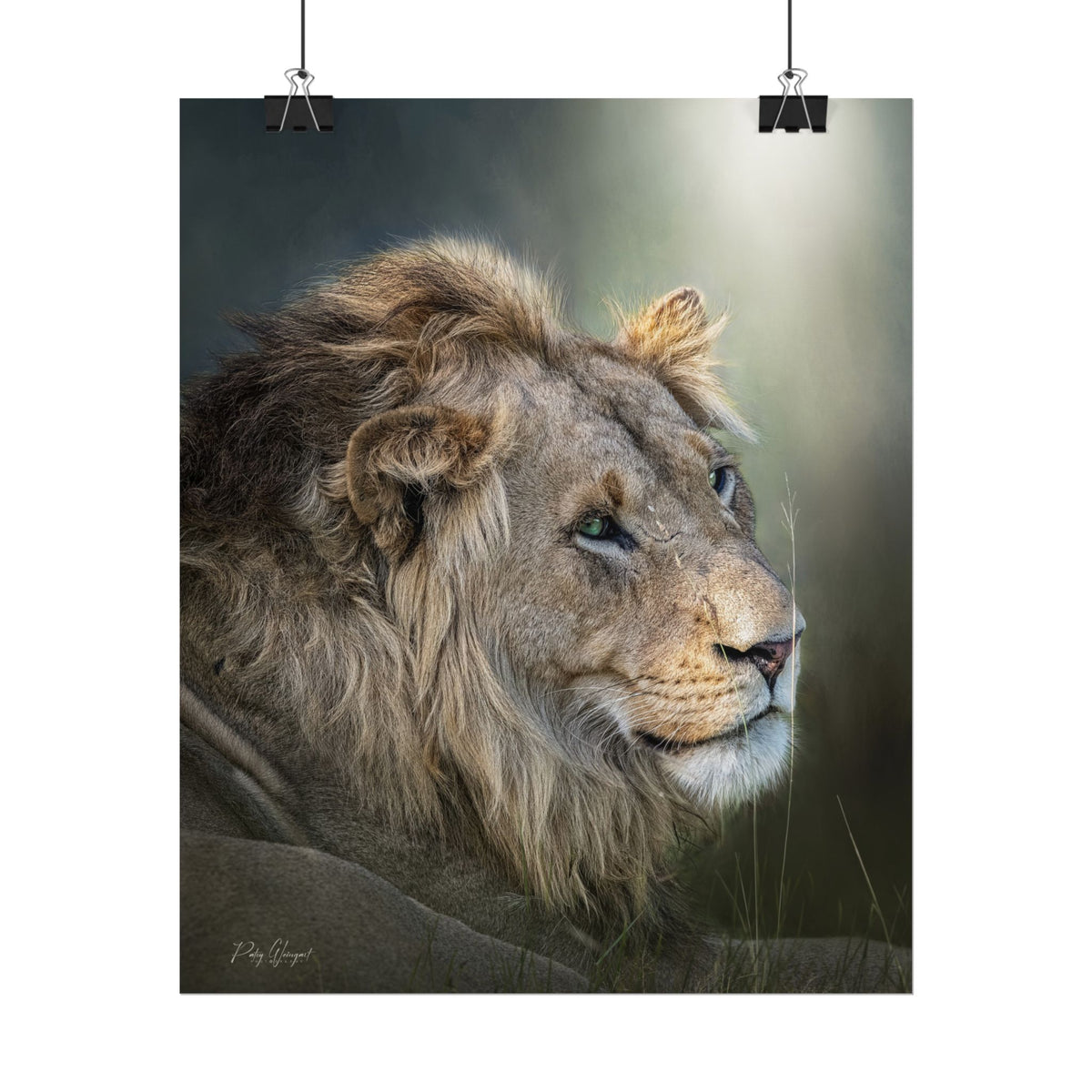 Lion's Gaze Fine Art Print | By Photographer Patsy Weingart