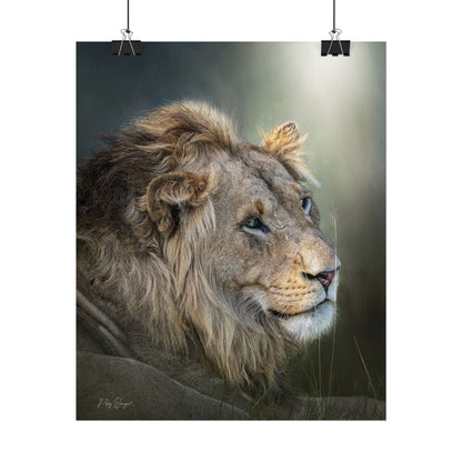 Lion's Gaze Fine Art Print | By Photographer Patsy Weingart