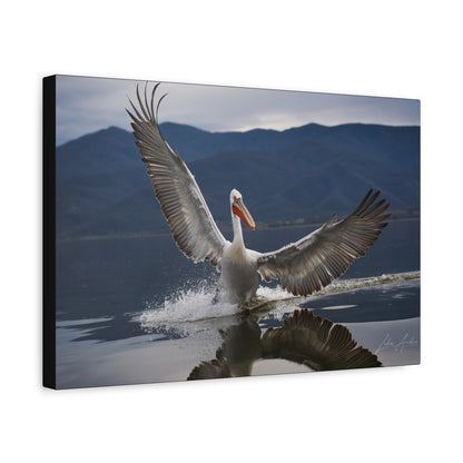 Pelican Gliding Over Still Water — By Photographer Lukas Andersen