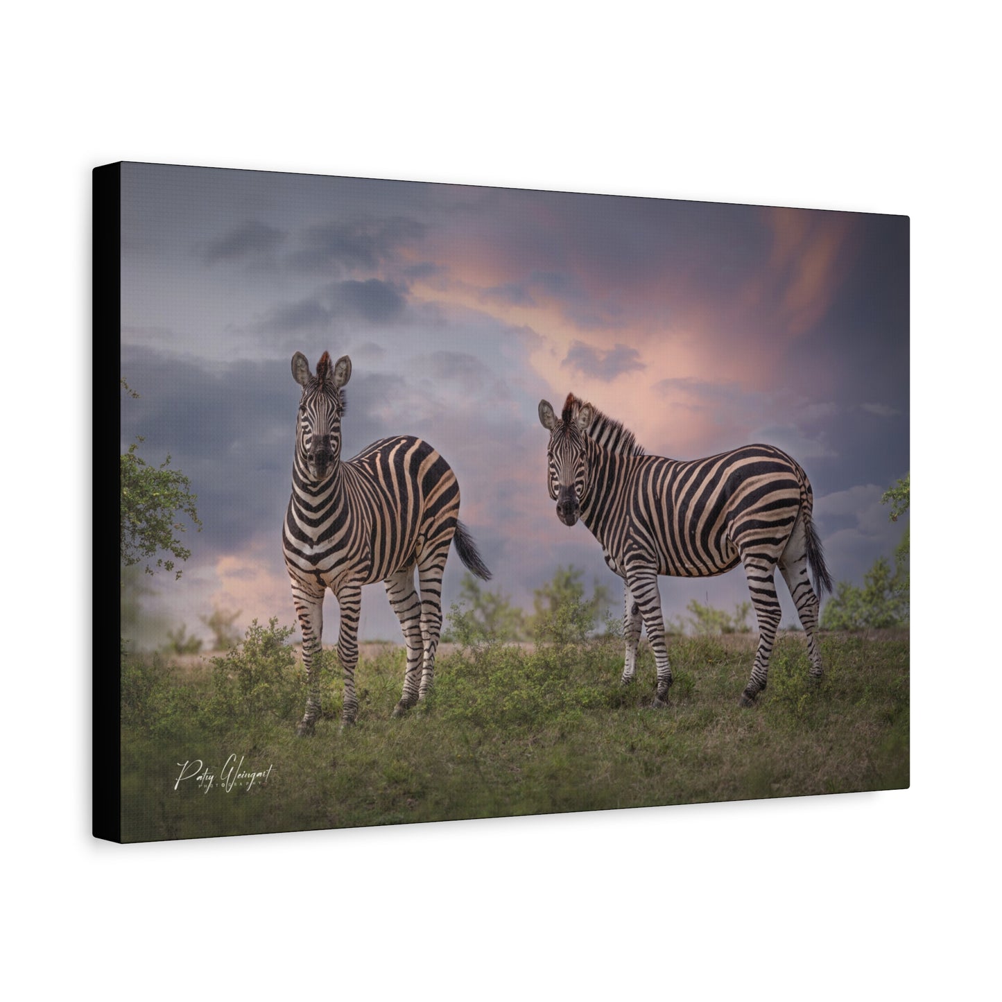 Zebras at Dusk – By Photographer Patsy Weingart