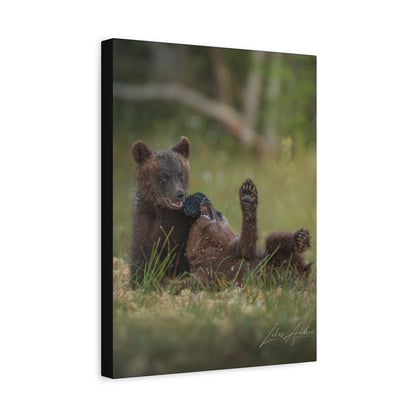 Playful Bear Cubs on Forest Floor – By Photographer Lukas Andersen