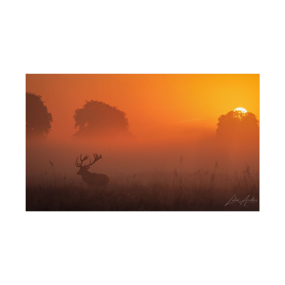 Sunset Stag Fine Art Print | By Photographer Lukas Andersen