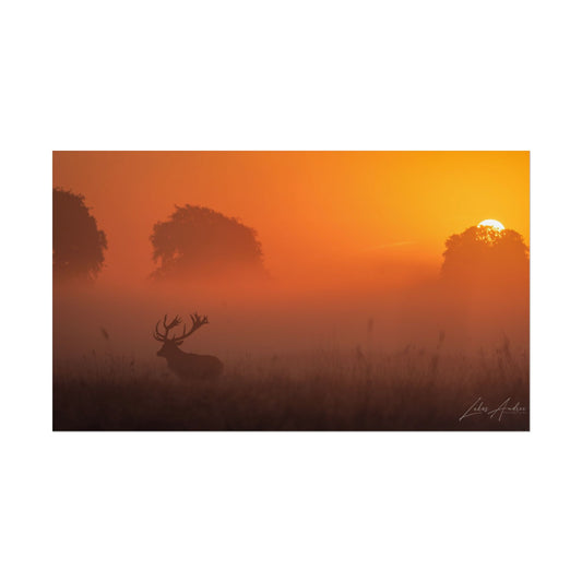Sunset Stag Fine Art Print | By Photographer Lukas Andersen