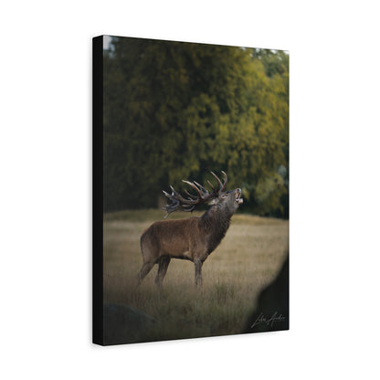 Red Stag Roaring in Woodland Light — By Photographer Lukas Andersen
