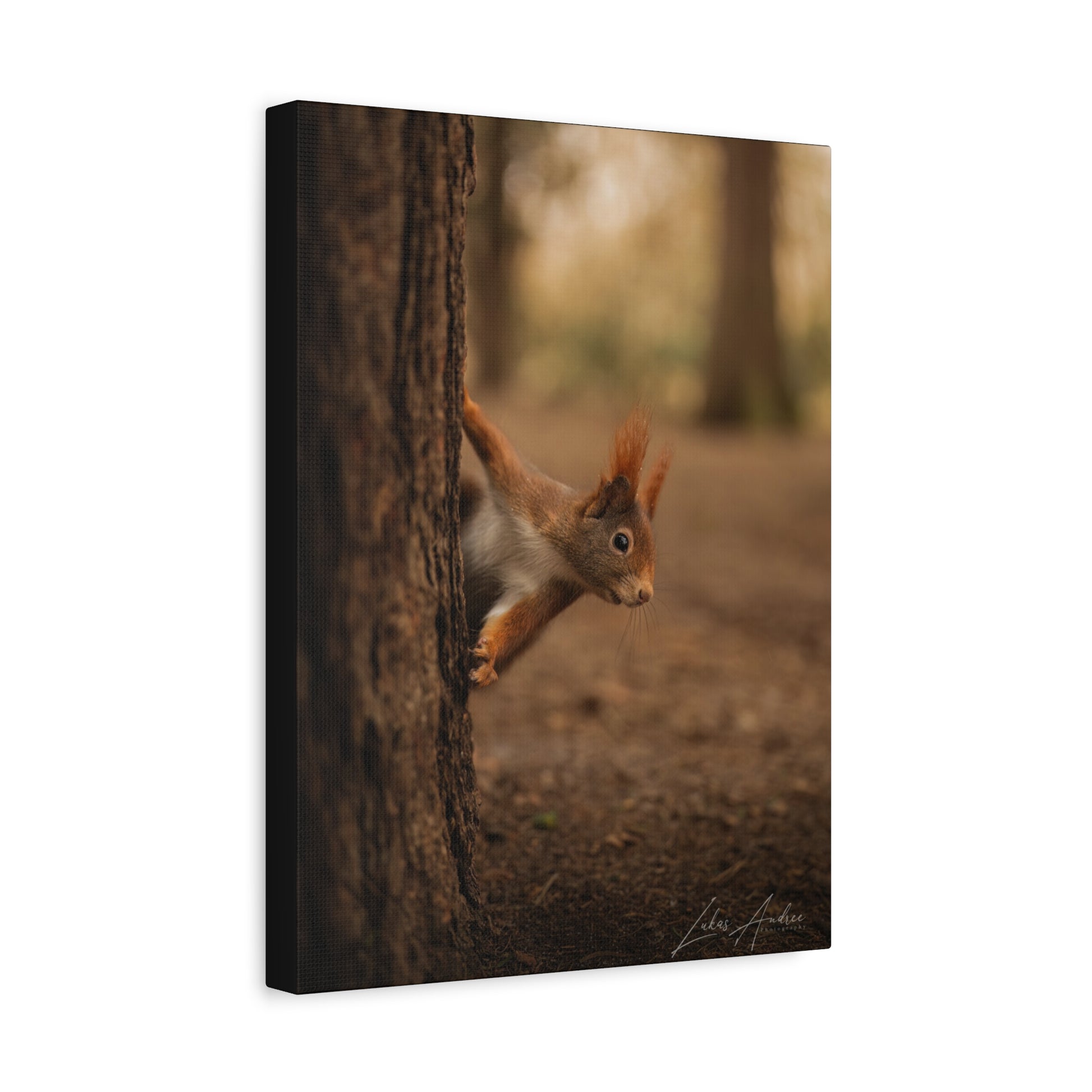 Red Squirrel Peeking from Tree Bark — By Photographer Lukas Andersen