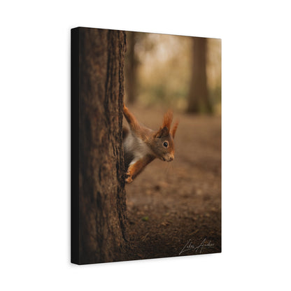 Red Squirrel Peeking from Tree Bark — By Photographer Lukas Andersen