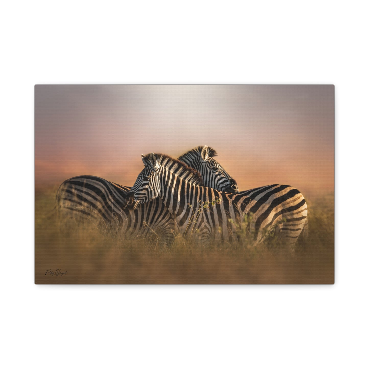 Crossed Zebras at Sunset – By Photographer Patsy Weingart
