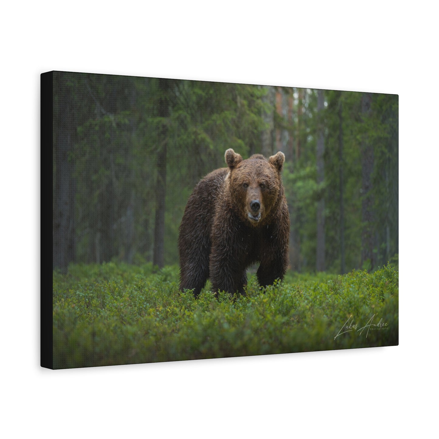 Solitary Brown Bear in Woodland Shade — By Photographer Lukas Andersen