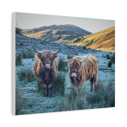 Highland Cows at Sunrise, Scottish Highlands – Canvas Print by Fergus King