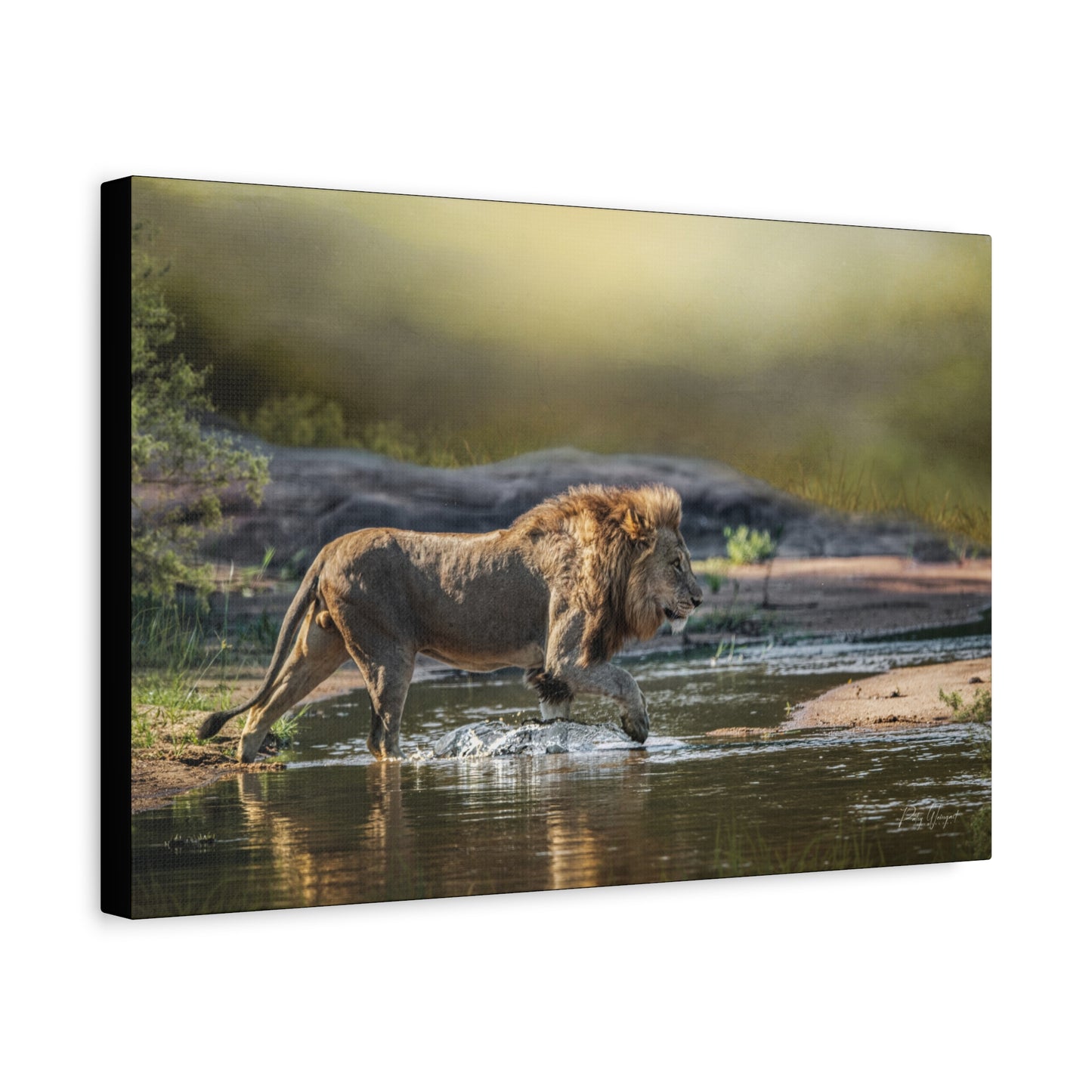 Stalking Lion at the Water’s Edge – By Photographer Patsy Weingart