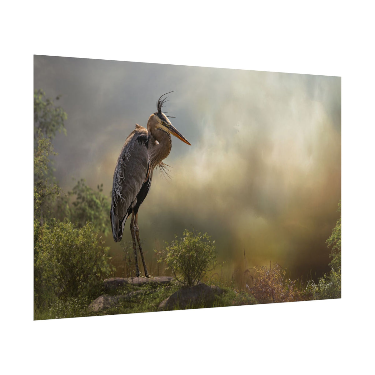 Heron at the Water's Edge Fine Art Print | By Photographer Patsy Weingart
