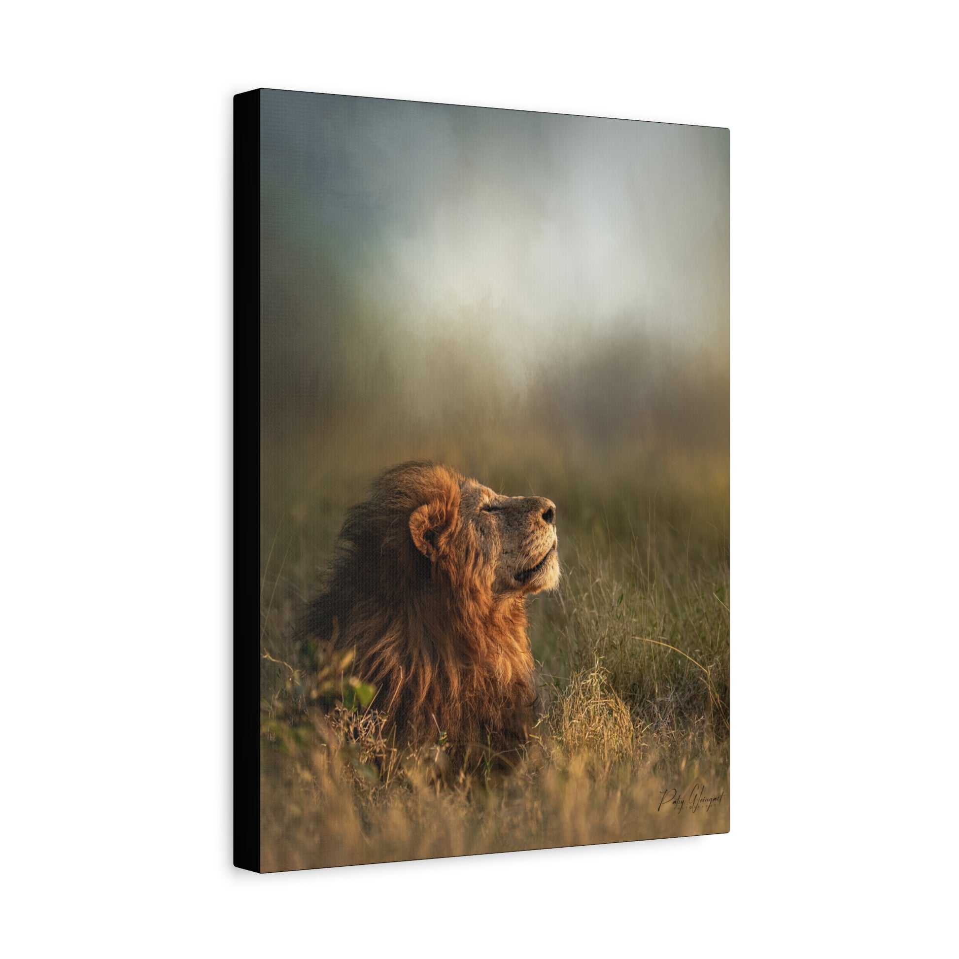 Basking in the Light, By Photographer Patsy Weingart