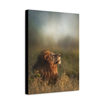 Basking in the Light, By Photographer Patsy Weingart