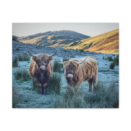 Highland Cows at Sunrise, Scottish Highlands – Canvas Print by Fergus King