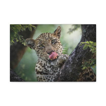 Leopard Gaze in the Canopy – African Wildlife Canvas Print by Photographer Patsy Weingart
