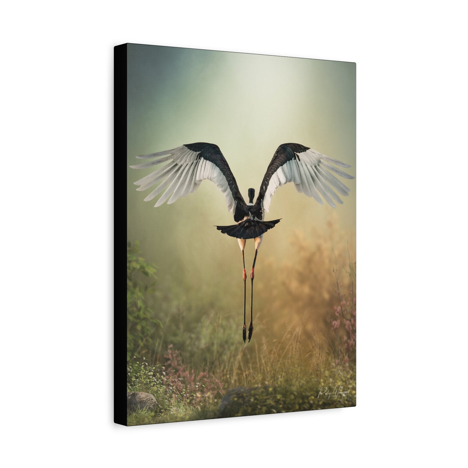 Grace in Flight – By Photographer Patsy Weingart