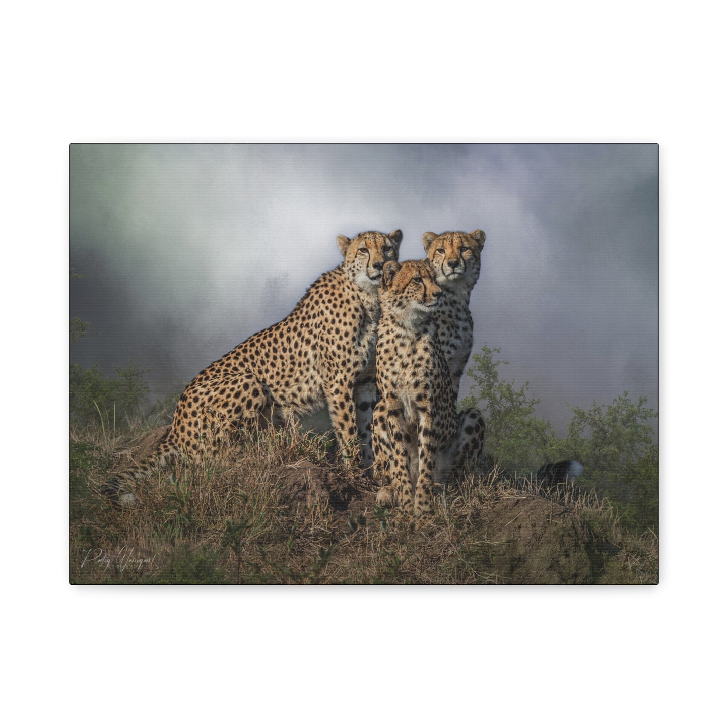 The Watchers – By Photographer Patsy Weingart